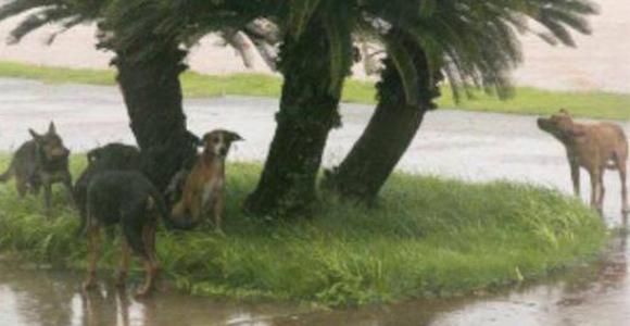 Non à l'abandon des animaux de compagnie pour évacuer St Martin et St Barth