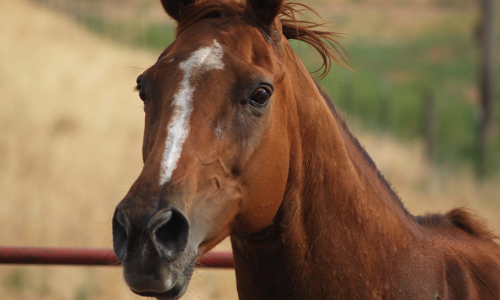 Pour la modification de la réglementation des camions de chevaux à deux places