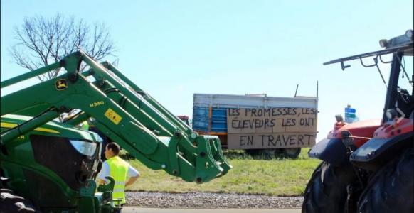 L'Etat doit indemniser les éleveurs de canards et poulets victimes de l'Influenza aviaire