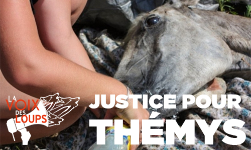 Justice pour Thémys