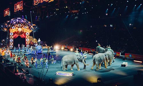 Contre les cirques avec animaux dans notre ville (Dieppe)
