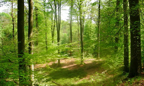 Pour la réouverture de l'entrée Schaller du Centre Sportif de la Forêt de Soignes