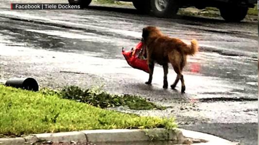 Ile de Barbuda : Non à l'indifférence des animaux abandonnés par leurs propriétaires