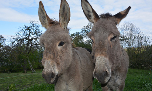 Pétition en faveur de Plume et Églantine, deux ânesses maltraitées !