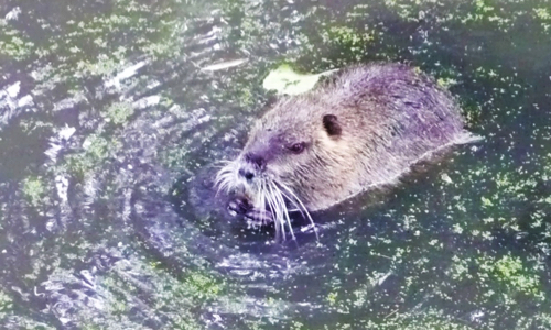 Sauvons Gaspard d'une mort inutile et abusive !