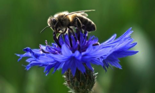Les Abeilles aident les Hommes