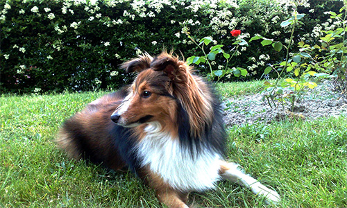 Contre la scission en deux races de la race actuelle