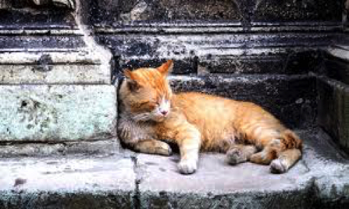 Pour la stérilisation et la protection des chats errants