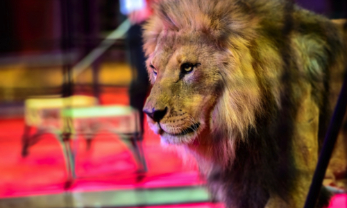 Cirques sans animaux à Guingamp : cela est possible !