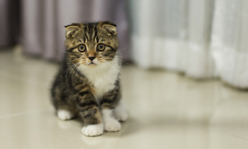 Semaine nationale de stérilisation et d'identification des chats