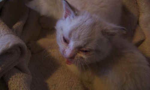 Pontenx les Forges 40200: OUI à la Sterilisation des chats errants, maintenant!