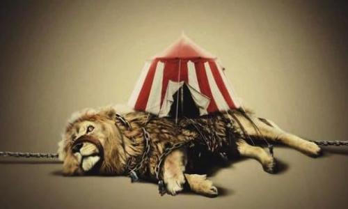 Stop à la fête lilloise exploitation animale