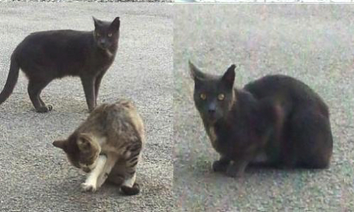 Au revoir aux minous de la cour N° 26