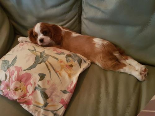 Pour contrecarrer  la commission des assassinats  islamistes, donnez le port d’arme aux retraités  de la Police Nationale, Gendarmerie et autres militaires.