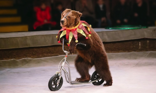 Interdisez les cirques avec animaux