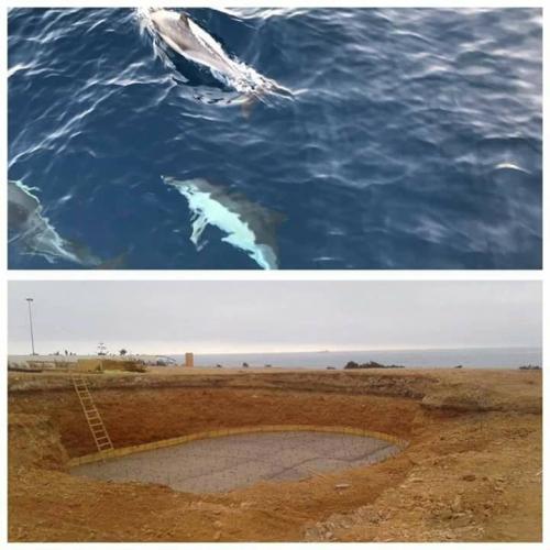 Non à la création du delphinarium d'Agadir