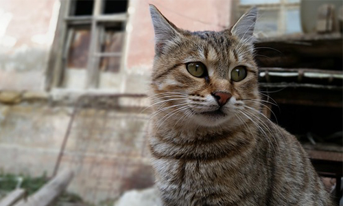 Un danger pour la biodiversité : le chat domestique