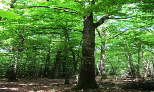 Biomass'carade   : Mépris et piétinement de la démocratie  pour la centrale de Gardanne