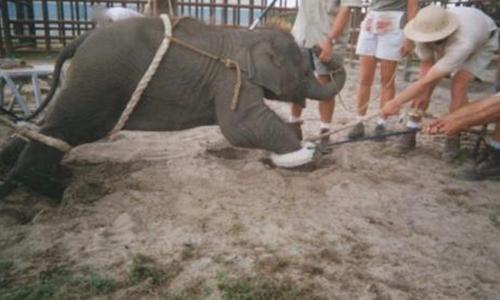 Demandons à la municipalité de Grenoble d’interdire la venue de cirques exhibant des animaux sauvages