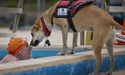 Pour la reconnaissance du statut de chien d'assistance émotionnel en France