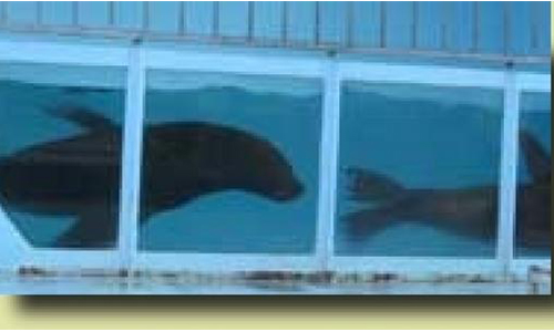 Non à l'exploitation animale et la venue de Aquatic Shark à NEVERS