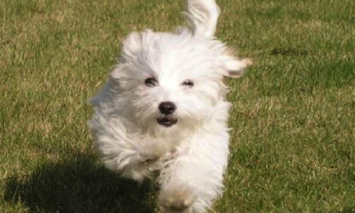 Justice pour Tango : stop au chien tueur !