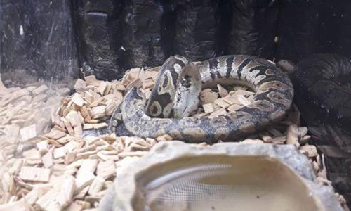 Pour l'arrêt de la vente de reptiles à Gamm Vert de Beauvais