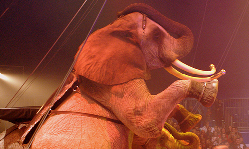 Demandons au Maire de Lyon d'interdire la venue des cirques exhibant des animaux sauvages