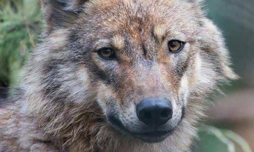 Inscription of the WOLF to Unesco !