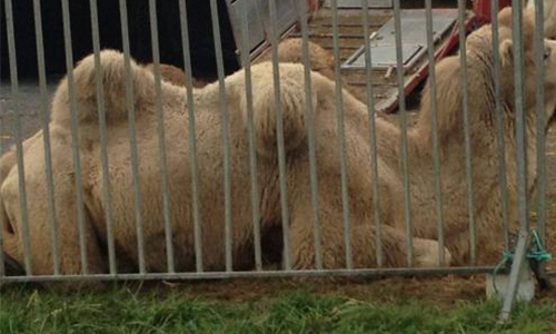 Cholet : Stop au cirque avec animaux !