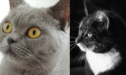 Deux chats morts mystérieusement à Bussy les Daours ! Arrêtons le massacre !