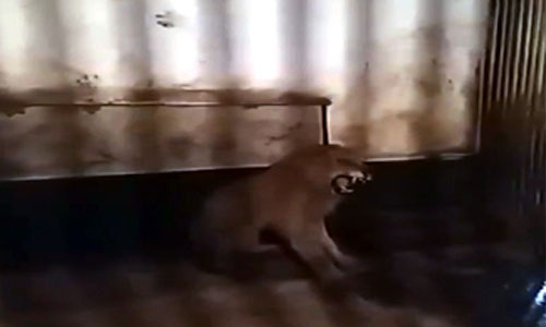 Sauvons le lion Assen ainsi que les autres animaux du zoo illegitime de Razgrad, Bulgarie