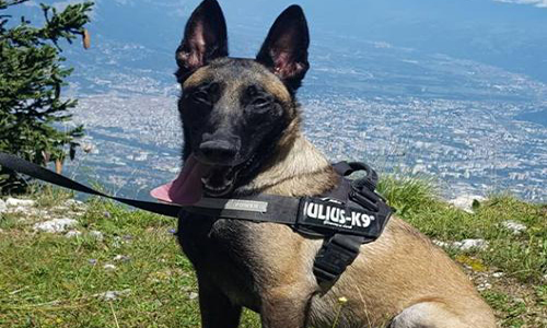 Chiens tenues en laisse lors des balades, NON MERCI