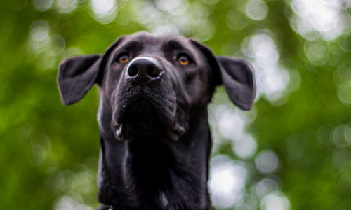 Libérez-moi, (complément information)