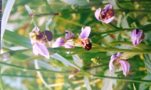 Préservons un espace naturel menacé