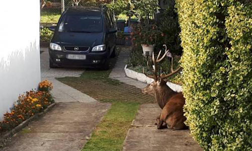 Stop aux chasseurs tueurs près de nos habitations