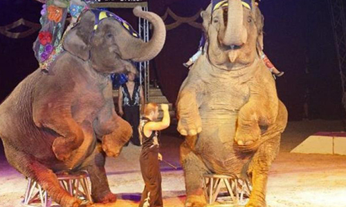 Cannes:  stop aux cirques avec animaux