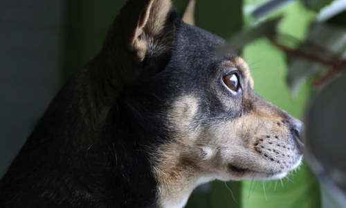 Contre le puçage et la stérilisation obligatoires pour nos animaux de compagnie en Belgique et partout ailleurs !