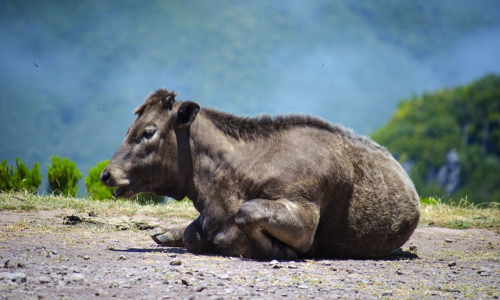 Respect du sanitaire et de l'environnement, pour que ces auteurs soient sanctionnés .