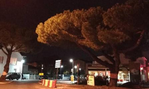 Survie de notre patrimoine : NON à l'abattage de quatre pins parasols âgés d’environ 70 ans