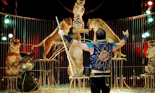 Le cirque de Venise de nouveau à Sète : empêchons-le !