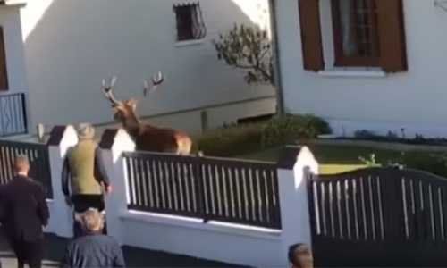 Abolition d’une loi totalement anti démocratique en France, qui permet aux chasseurs de chasser sur des terrains privés sans autorisation.