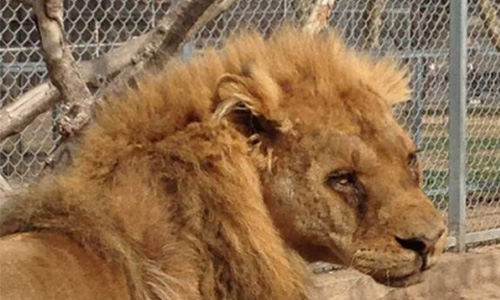 Sauvons le lion Congo !