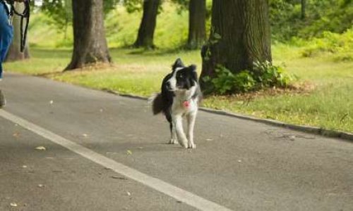 Pour la création d'un parc canin dans le parc municipal de l'île des impressionnistes