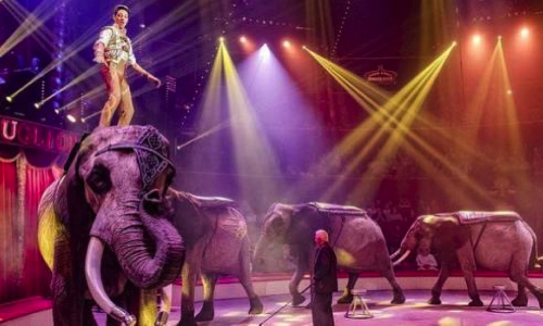 Non aux cirques avec animaux à Valence d'Agen et partout ailleurs