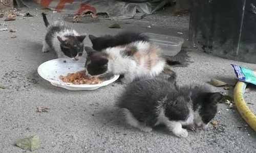 Le maire de Graulhet (Tarn) refuse de signer la convention avec 30 millions d'amis pour la stérilisation des chats errants