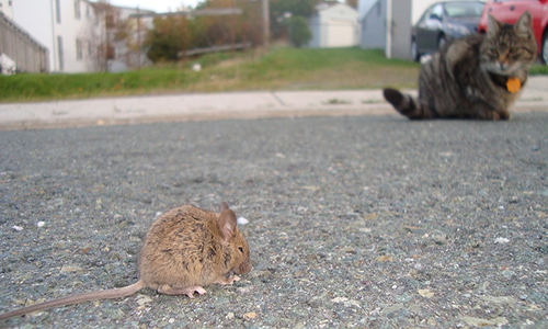 Stop aux rats à Gennevilliers
