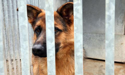 Fin des contrats aidés = euthanasie