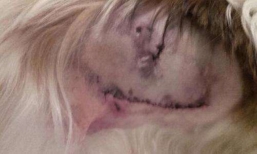 Evitons le pire, que TOUS les chiens soient tenus en laisse !