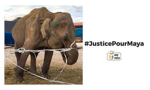 #JusticePourMaya